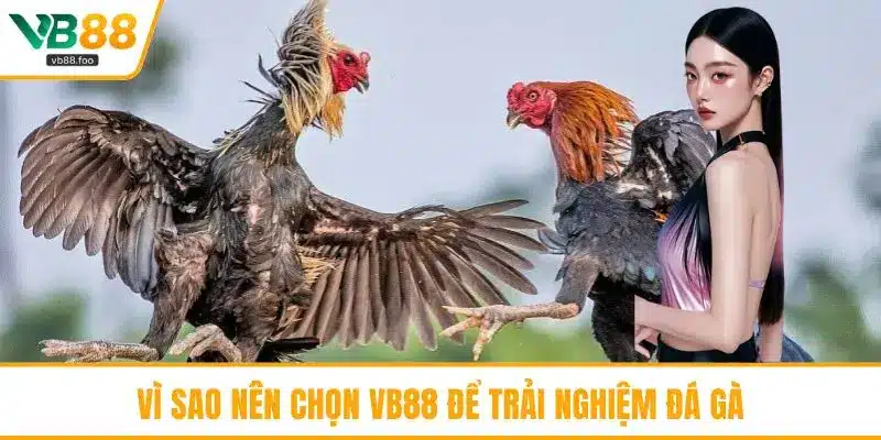 Vì sao nên chọn VB88 để trải nghiệm đá gà